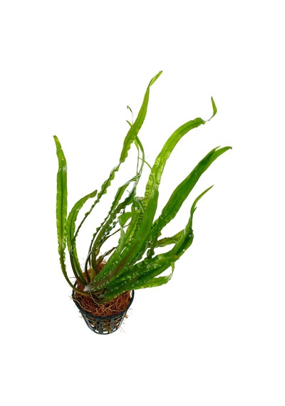 Akvaryum Canlı Bitki 1 Kök Cryptocoryne Amozon Hançeri