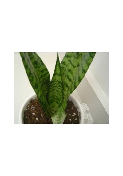 Sansevieria Paşa Kılıcı Hava Temizleyici Bitki Ev Ofis Bitkisi 10-20 Cm