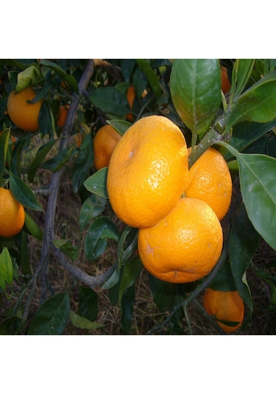 Tüplü Aşılı Ithal Rize Satsuma Mandalina Fidanı