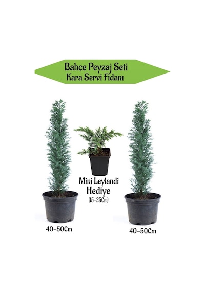 Bahçe Peyzaj Seti 2 Adet Kara Servi Fidanı+ Hediye Mini Leylandi Fidanı