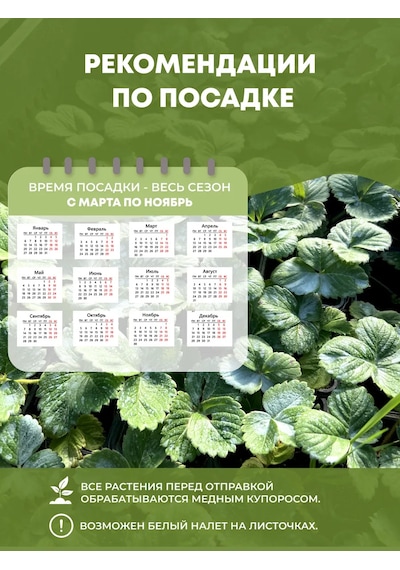 Мишутка Çilek Fide Fidanı, 4 Ad