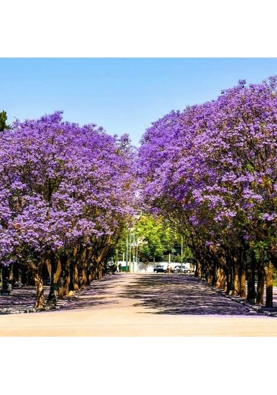 Pavlonya Fidanı / Çin Kavağı Paulownia Tomentosa