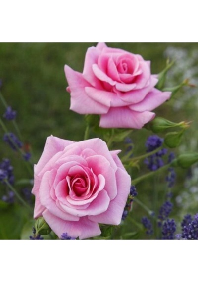 Videolu Pembe Yediveren Kokulu 40 70 Cm 2 Adet Saksılı Aşılı Gül Gül Pink Rose