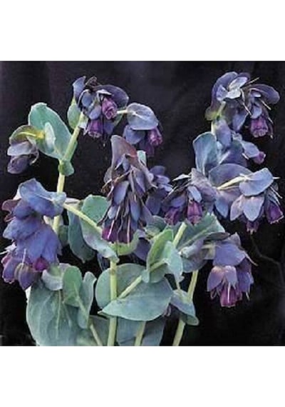 5 Adet Blue Shrımp Plant Tohumu