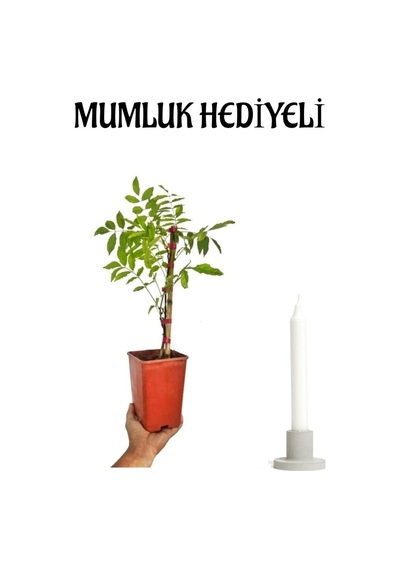 Mor Salkım Çiçeği Fidanı Sevgililer Gününe Özel Mumluk Hediyeli