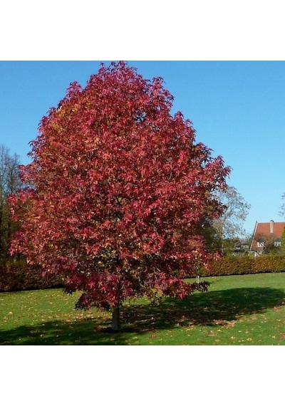Liquidambar Styraciflua Amerikan Sığlası Tohumu 10 Tohum