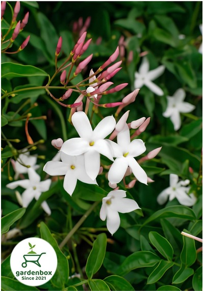 Mis Kokulu Klasik Yasemin Çiçeği 1 Adet Saksılı/tüplü 30-60cm Jasminum
