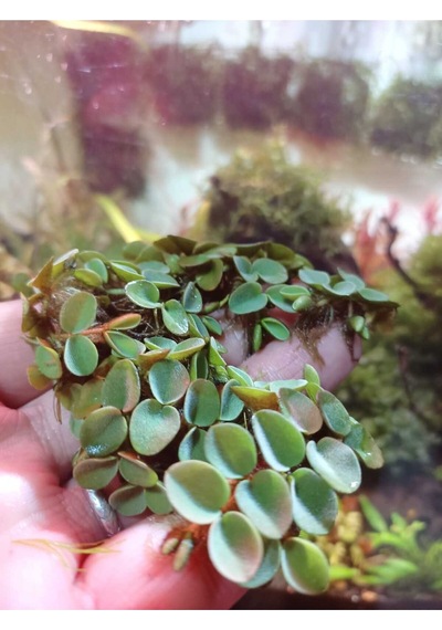 Salvinia Cucullata Canlı Akvryum Bitkisi 1 Porsiyon