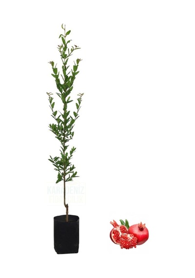 Nura Botanik Tüplü Fidan Sarı Bektaşi Üzüm Fidanı 50 Cm Canlı