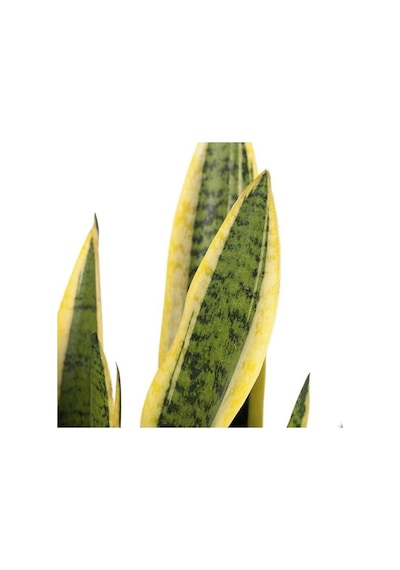 Isparta Gülü Sansevieria Paşa Peygamber Kılıcı Çiçeği Trifasciata