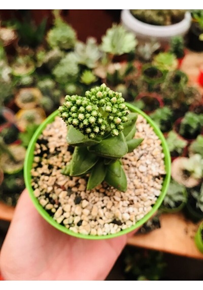 Crassula Springtime Sukulent Pembe Çiçekli