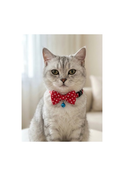 Doğal Kedi Çimi Ve Papyon Kedi Tasması Seti
