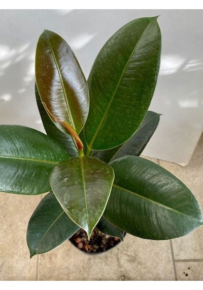 Ficus Elastica Robusta Yeşil Yaprak Kauçuk Ev Ofis Bitkisi Salon Çiçeği 20-45cm
