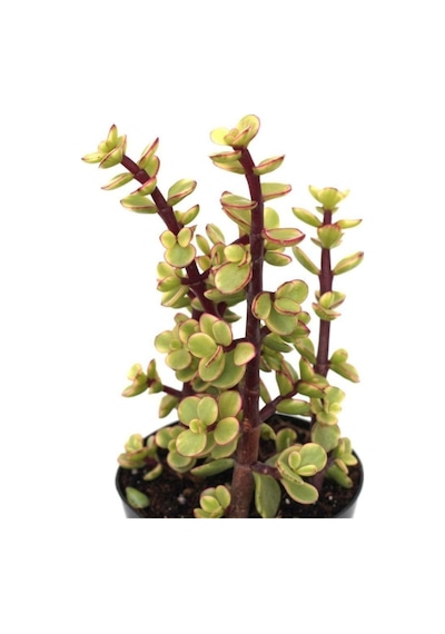 Portulacarıa Fil Hortumu Sukulent