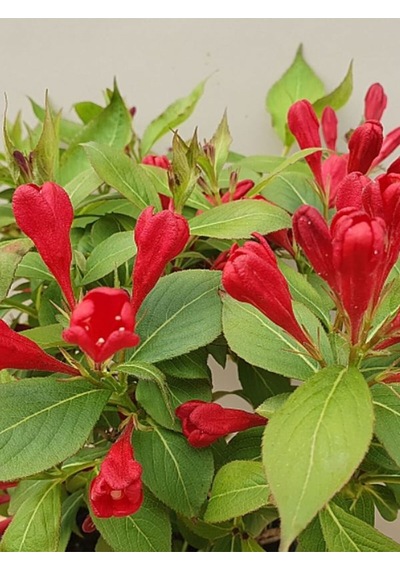 Kırmızı Renk Gelin Tacı Vangelya Çiçeği 1 Adet Saksılı 30-50cm Weıgela Florıda