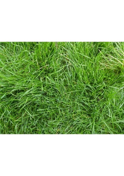 Bermuda GRass Çim Tohumu 1 KG Uganda Çimi Köpek Dişi Ayrığı