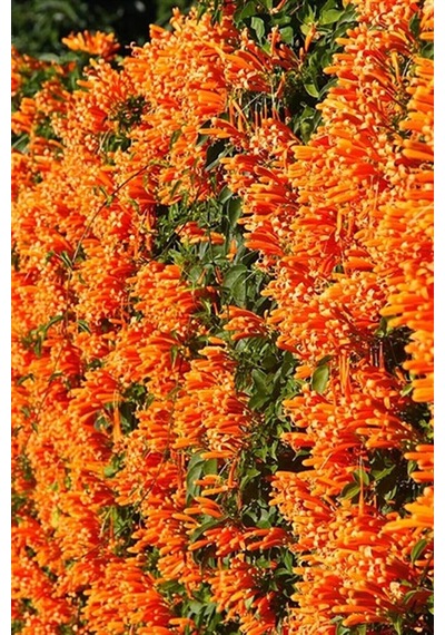 Acem Borusu Sarmaşığı Fidanı Campsis Radicans - 1-2 Yaş, 20-40 Cm, Bahçe Ve Çit Bitkisi