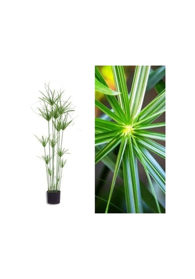 Japon Şemsiyesi Çiçeği Cyperus Alternifolius Saksılı 50 - 70 Cm