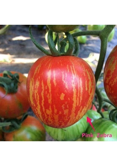 Etli Pink Zebra Domates Tohumu 15 Tohum