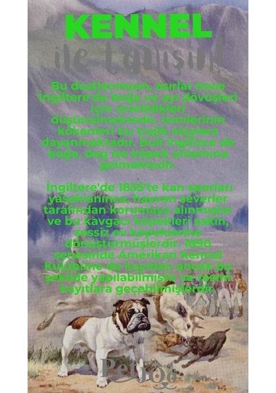 Petjoo 16.Kennel Gri-Yeşil Qr'lı Köpek Künyesi