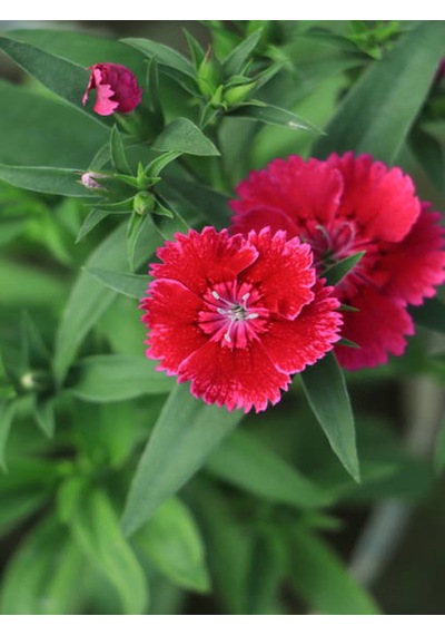 Hüsnüyusuf Çiçeği Fidanı Sweet William Kırmızı Mini Saksılı 1 Adet