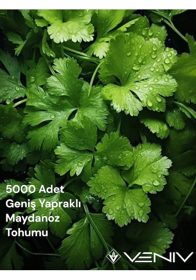 5000 Adet Geniş Yapraklı Maydanoz Tohumu 2 Paket