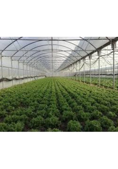 36 Aylık Sera Naylonu 360 Mikron Uv Ir Eva Ld Katkılı 7x14