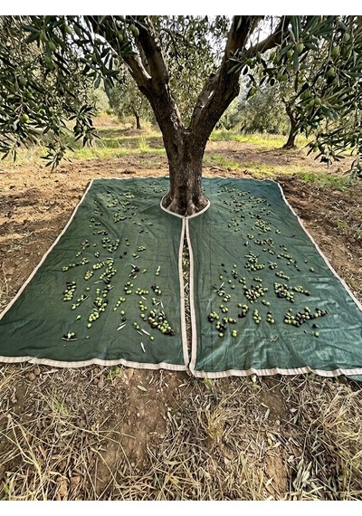 Zeytin Filesi -sergenlik - Zeytin - Dut - Ceviz Toplama Filesi - Ağaç Giydirmeli - Şeritli Halkalı Yeşil