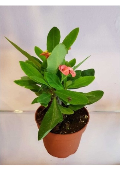 Dikenler Tacı Euphorbia Milli Fidanı 10-20 Cm