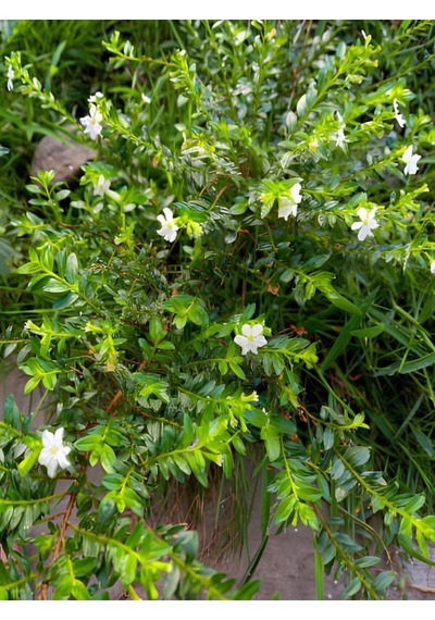 Videolu Beyaz Kufeya Cennet Çiçeği 1 Adet Saksılı 20-40cm Iç-dış Mekan Bitkisi Cuphea Hyssopifolia