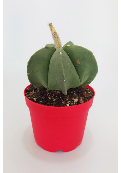 Astrophytum Myriostigma Quadricostatum Nadide Tür Nadir Özel