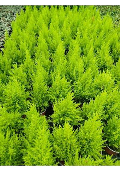 İthal Limon Çamı Wilma / Limon Servi