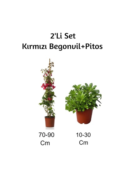 Kırmızı Begonvil+ Pitos 2'li Set Dış Mekan Bitkisi Begonvillia