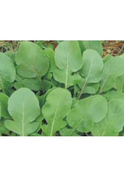 Roka Tohumu - Aksel 10 Gr Standart