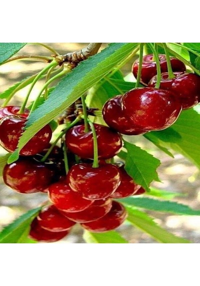 Tüplü Çok Verimli Star Giant Kiraz Fidanı