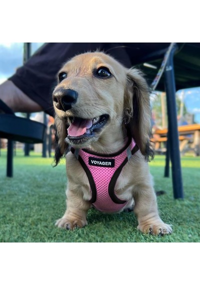 Voyager Step-in Air Köpek Tasması, Her Havada Kullanılabilen File, Yansıtıcı, Küçük, Orta Boy Köpekler, Kedile Genel