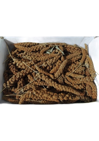 Hanımelipetstore Doğal Kızıl Dal Darı Kuş Yemi 1Kg (Min:10Cm-Max:20Cm Uzunluk)