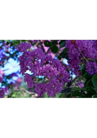 Mor Oya Ciçeği Fidanı 60 Cm Saksılı