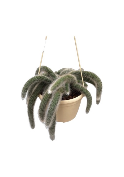 Hildewintera Colademononis (Maymun Kuyruğu Kaktüsü) Ø14 CM Y20-25 CM