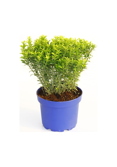 Taflan Microphyllus 5 Adet - Mavi Saksıda  6314