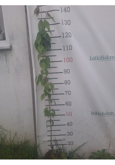 3 Yaş Süs Elması Fidanı
