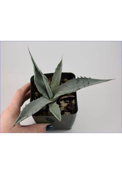 Agave Americana Bitkisi Küçük Boy