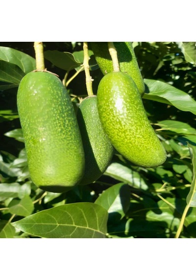 Bebek Avokado 5 KG