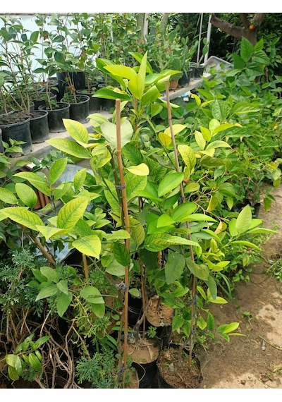 Yeşil Deniz Fidancılık Tüplü Yediveren Limon Fidanı 100-150 Cm