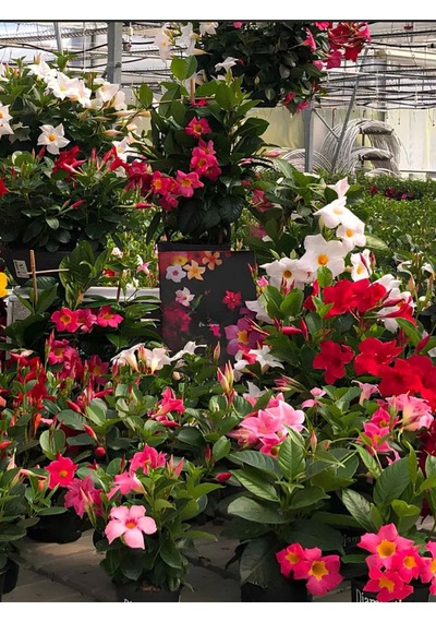 Karışık Renkli Mandevilla Pembe-kırmızı-beyaz 30 60 Cm Bol Çiçekli Sarmaşık Bitki