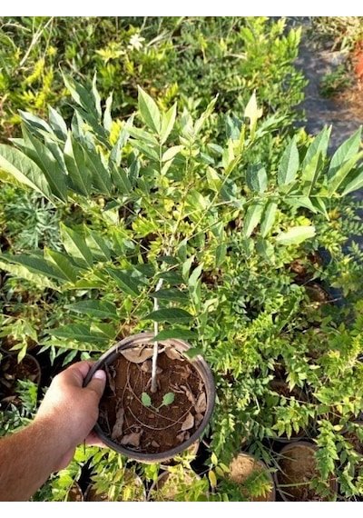 Mor Salkım Fidanı Wisteria Sinensis 80-100 Cm 2 Adet