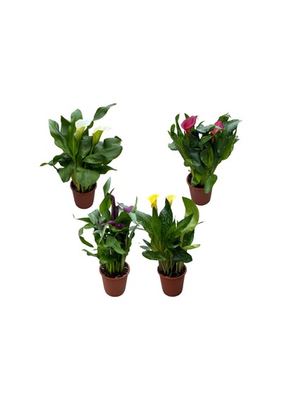 Calla Lilly (4'lü Set) (Gala Çiçeği) Ø12 CM Y35-40 CM