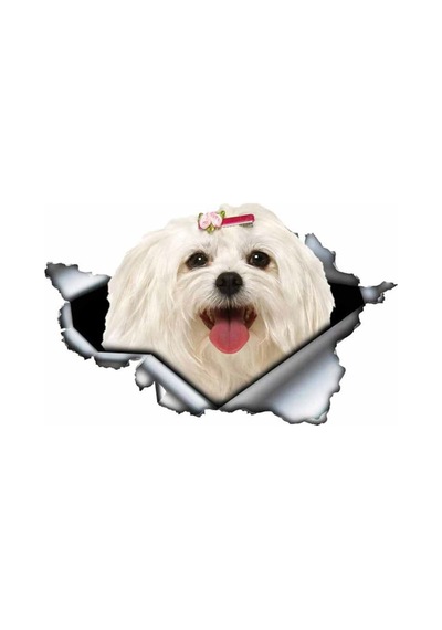 Sevimli Maltese Cinsi Köpek Araba Sticker Yapıştırması Model5