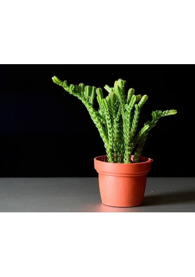 Prenses Çamı - Crassula Muscosa 50 Adet