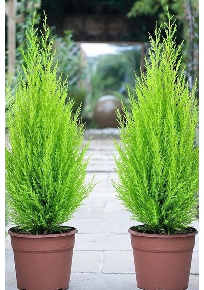 Dashing Look Limon Çamı Ağacı Tohumu / 5 Adet Tohum Th-2022dshnglkthm226